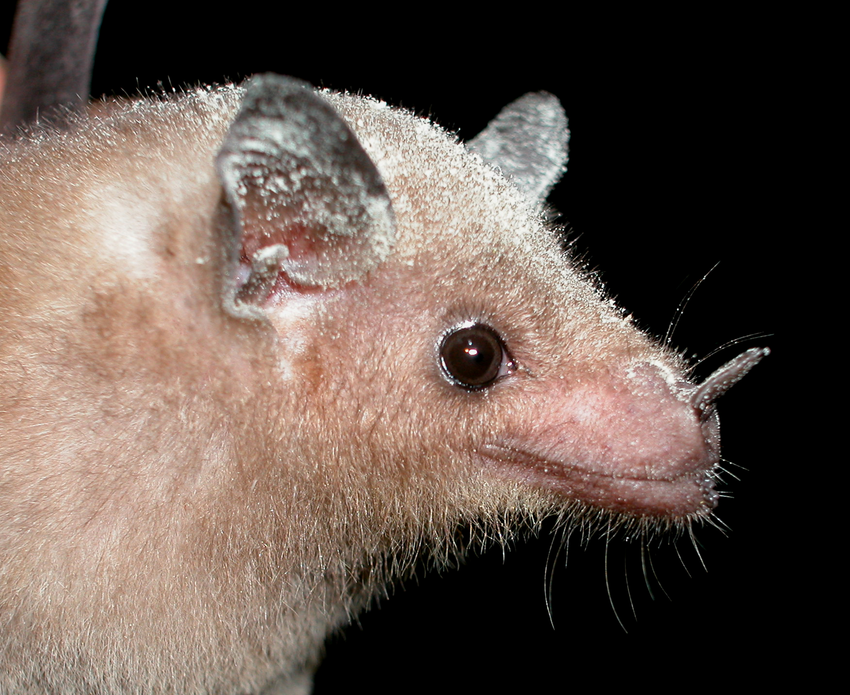 These Bats Make Epic 100km Trips for Food Every Night