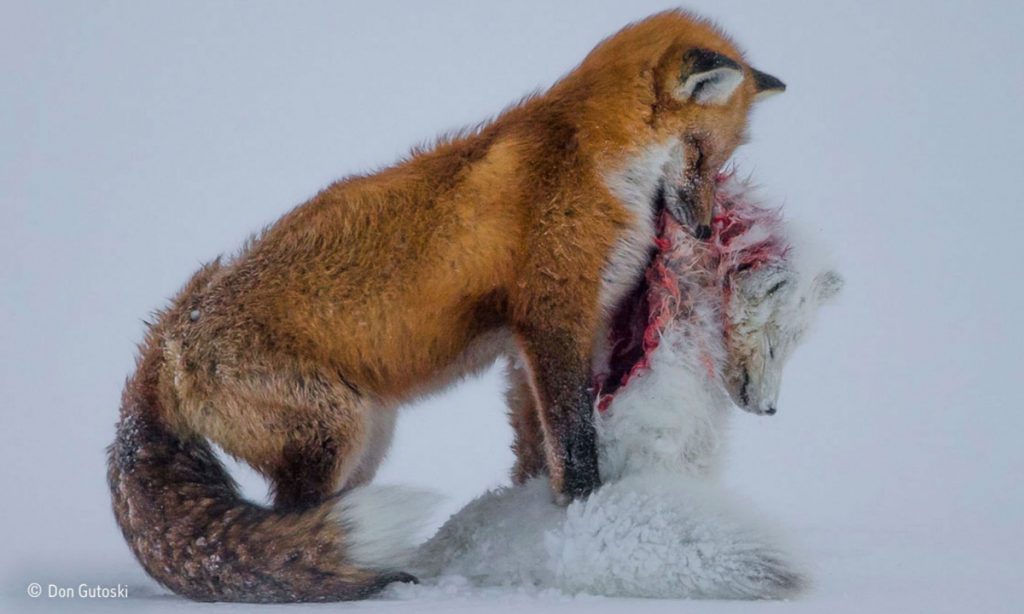 When Species Collide: Red Foxes vs. Arctic Foxes