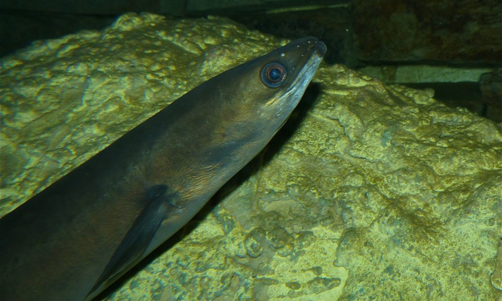 European eel (Anguilla anguilla)