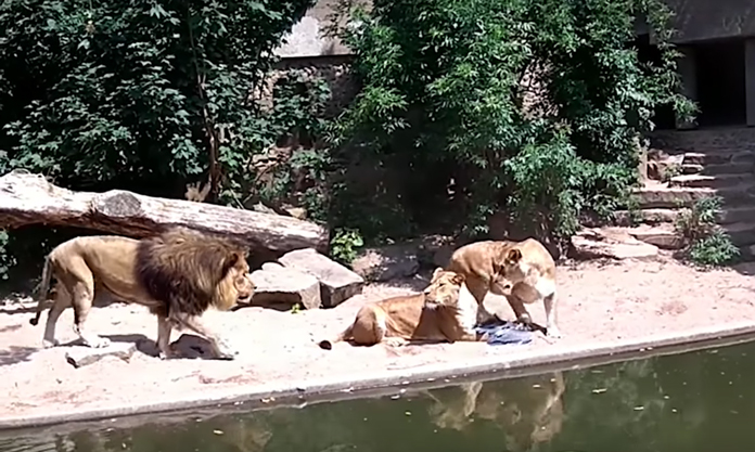 A lioness captures a heron at a zoo in Amsterdam then shares her kill.