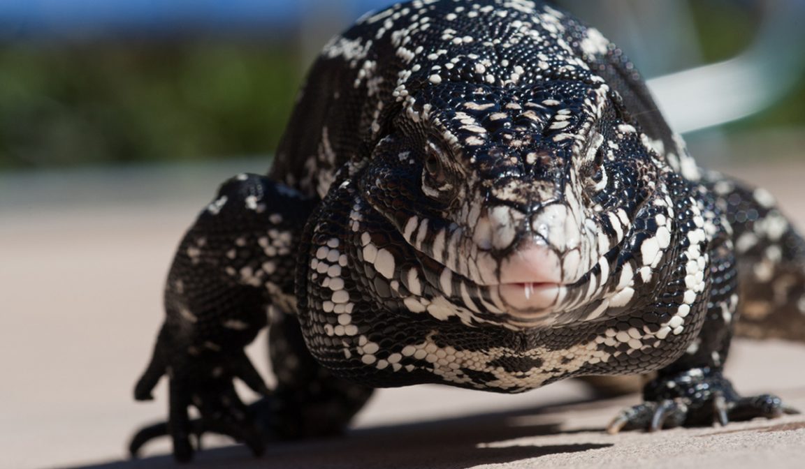 These Invasive Giant Lizards Are Decimating Florida Wildlife