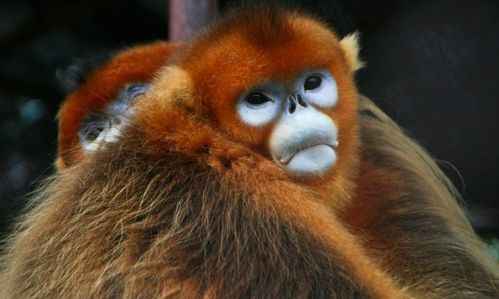 The sneezing monkey with an upturned face, and other other weird species, Endangered species