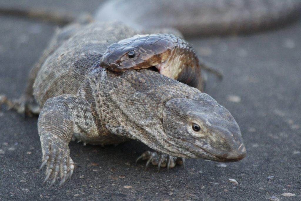 Cobra Attacks Monitor Lizard