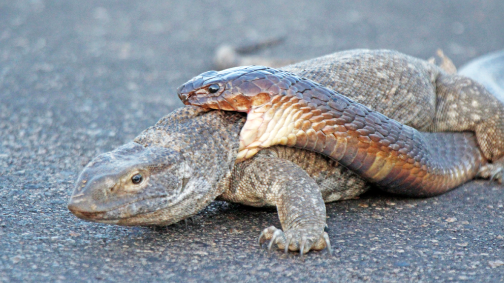 Cobra Attacks Monitor Lizard