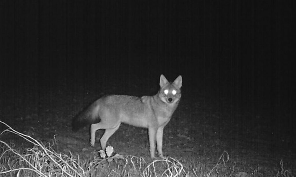 coyote sounds hunting