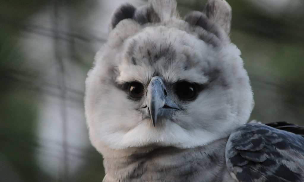 Giant Flying Death Machine (The Harpy Eagle)