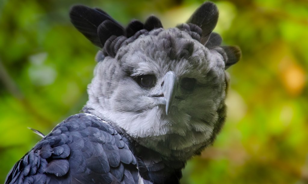 The Harpy Eagle (Harpia harpyja) is the largest, most powerful