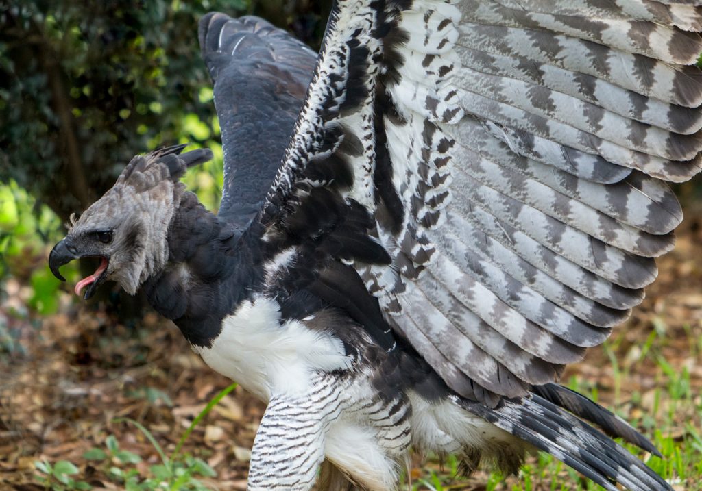 Giant Flying Death Machine (The Harpy Eagle)