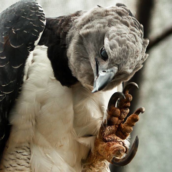 The Harpy Eagle (Harpia harpyja) is the largest, most powerful raptor  living in the rainforests of Central and So…