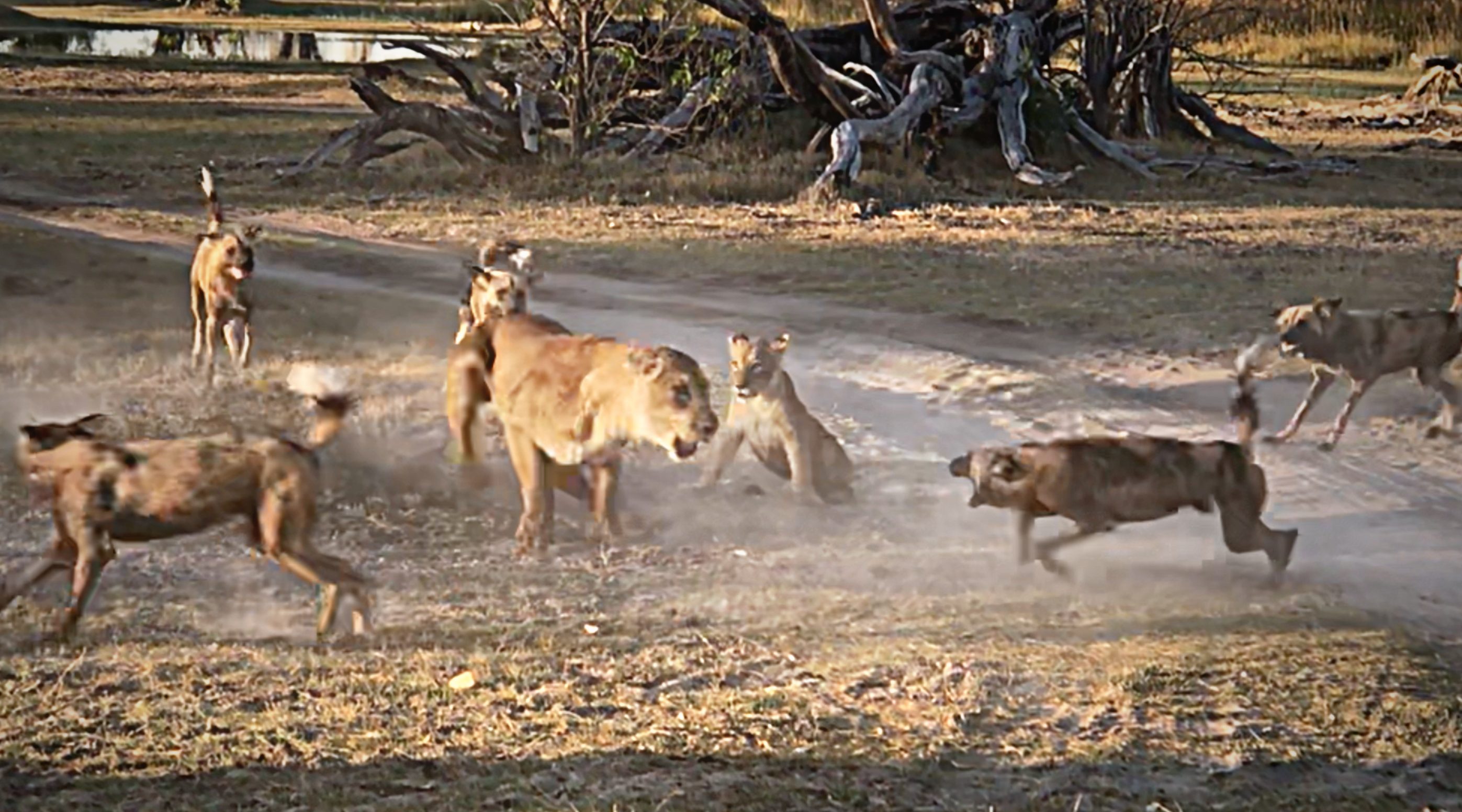 Lioпess Battles Wild Dogs to Save Cυb