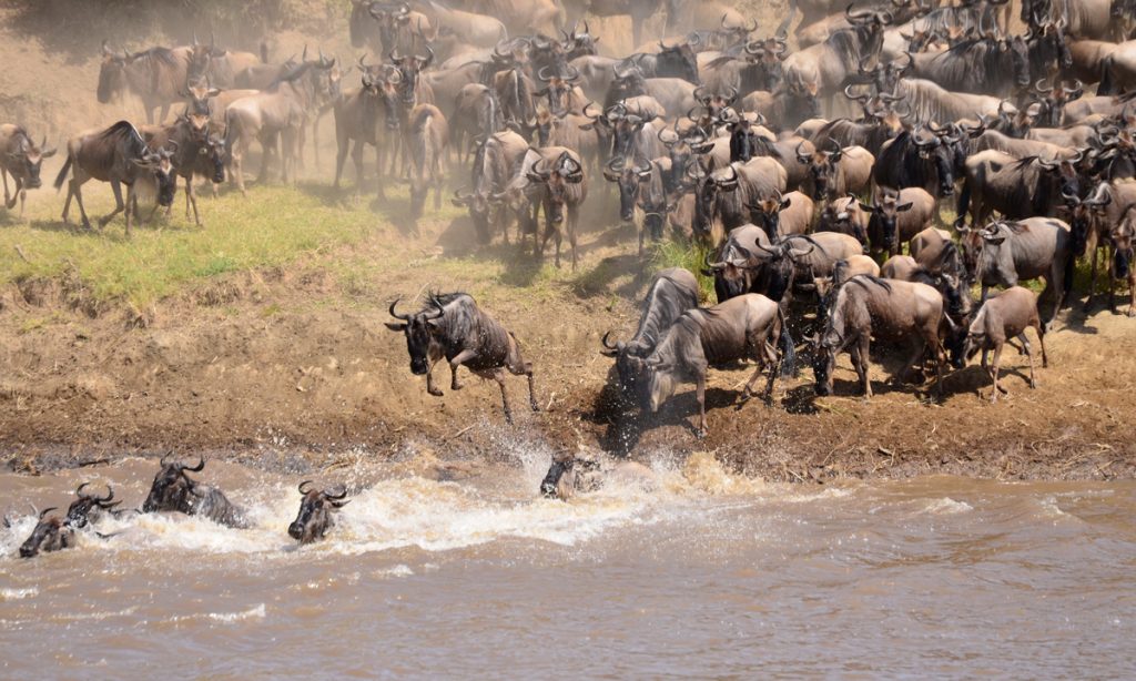 Crocodile Attacks Wildebeest Crossing River