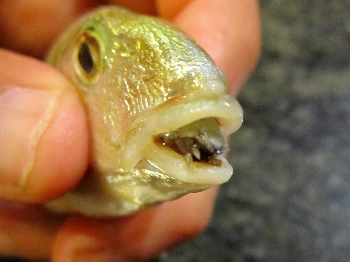 Horrific Parasite Replaces Fish Tongues with Their Own Bodies