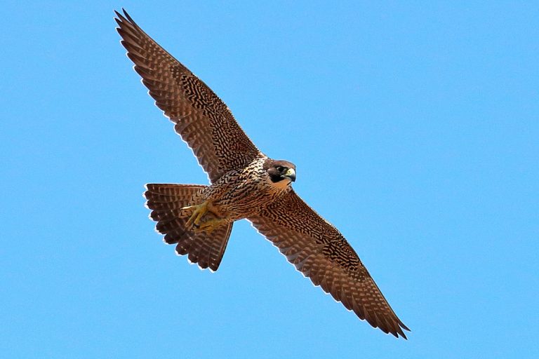 Peregrine Falcons Attack Their Prey With Missile Like Precision