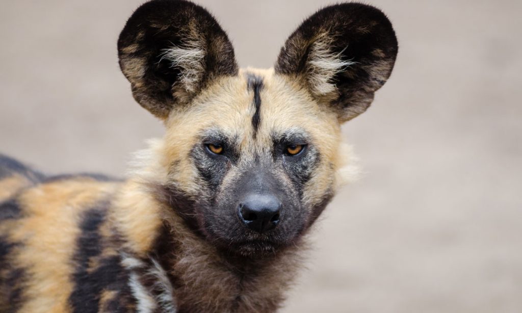 African-wild-dog-stare-1024x614.jpg