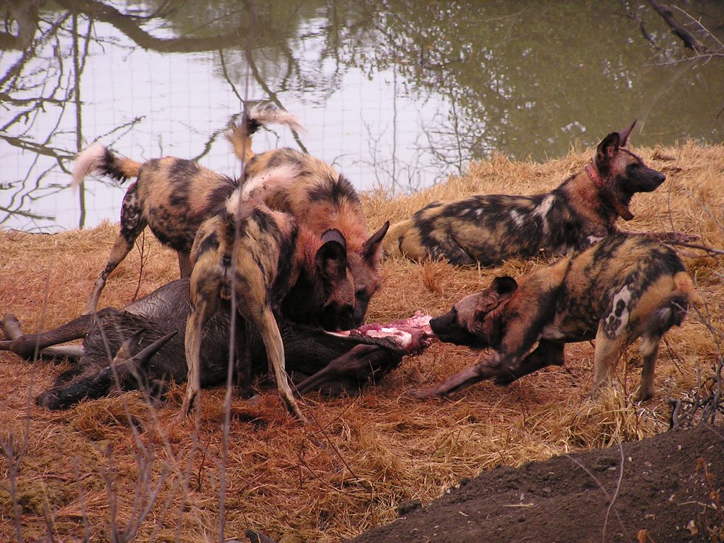 wild dogs in africa