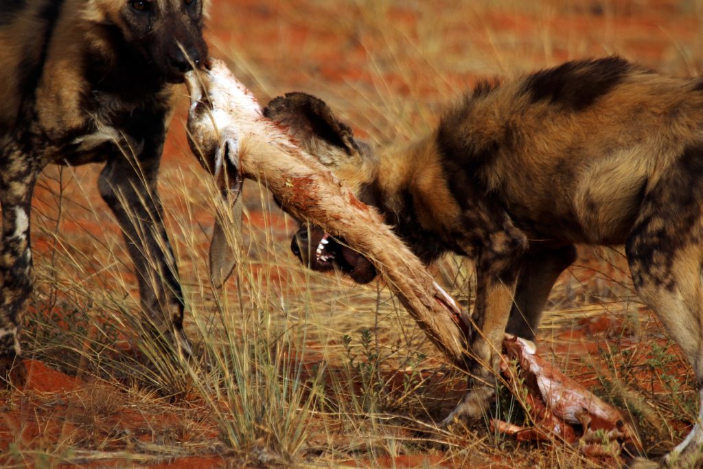 african wild dog hunting wildebeest