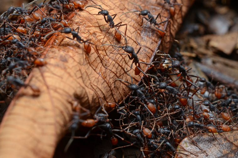 Army Of Ants In Living Room