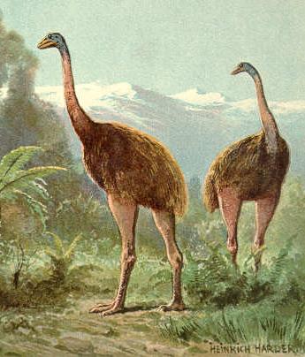 Resurrecting Extinct Giant Flightless Birds of New Zealand
