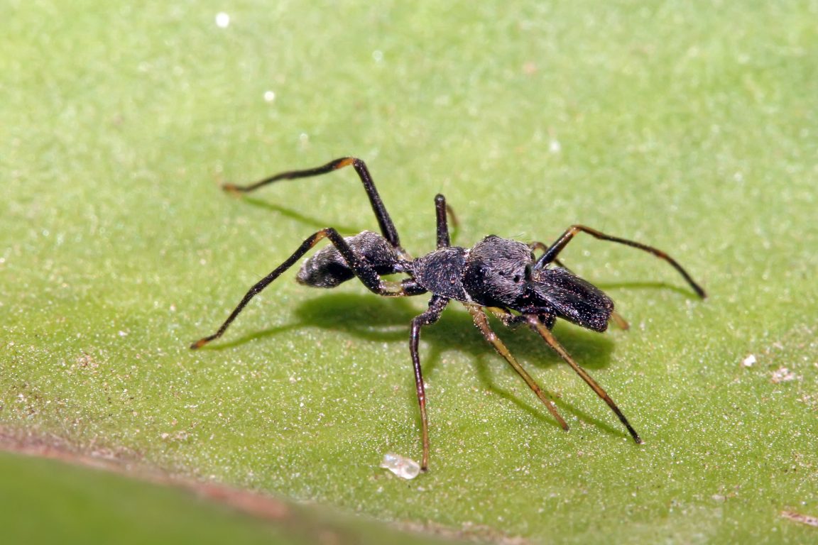 These Spiders Pretend To Be Ants To Avoid Being Eaten   Myrmarachne Sp 1152x768 