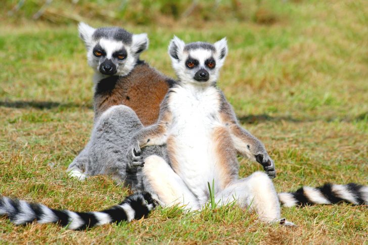 Lemurs Can Literally Smell Weakness In Each Other