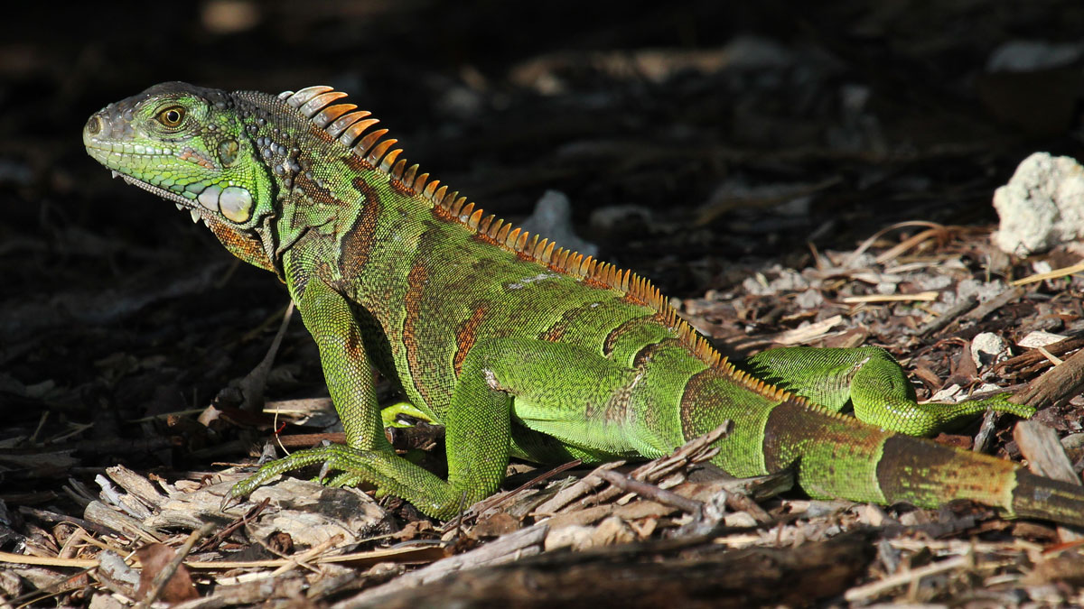 iguana caps