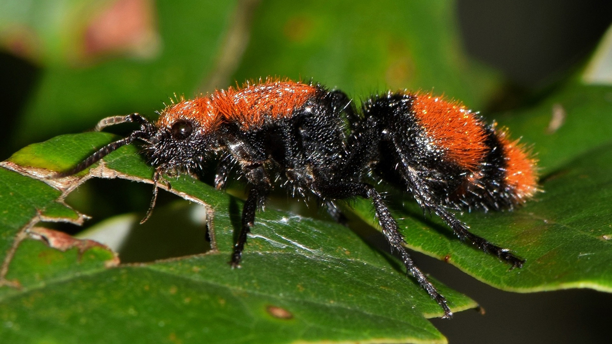 Nightmarish Parasitoid Wasps Are Quietly Taking Over the Planet