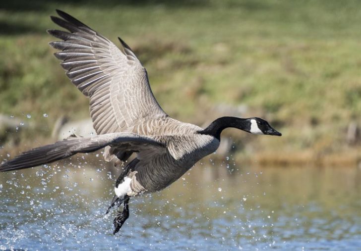 Canada goose from endangered species to pests