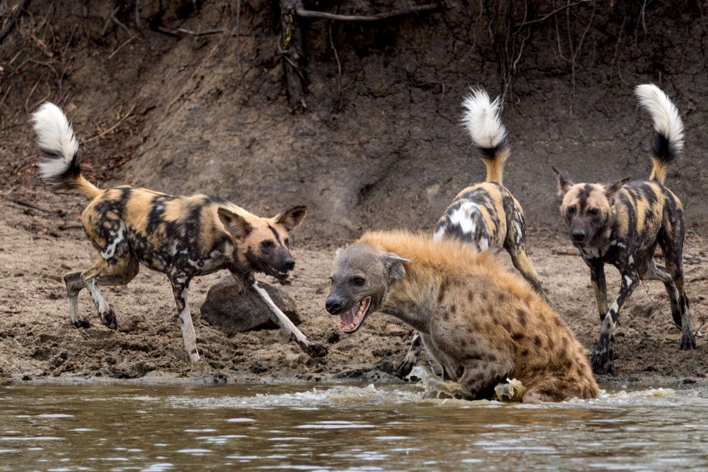 Intense moment a hyena was surrounded by a pack of African wild dogs, backed up against the wall with nowhere to run…