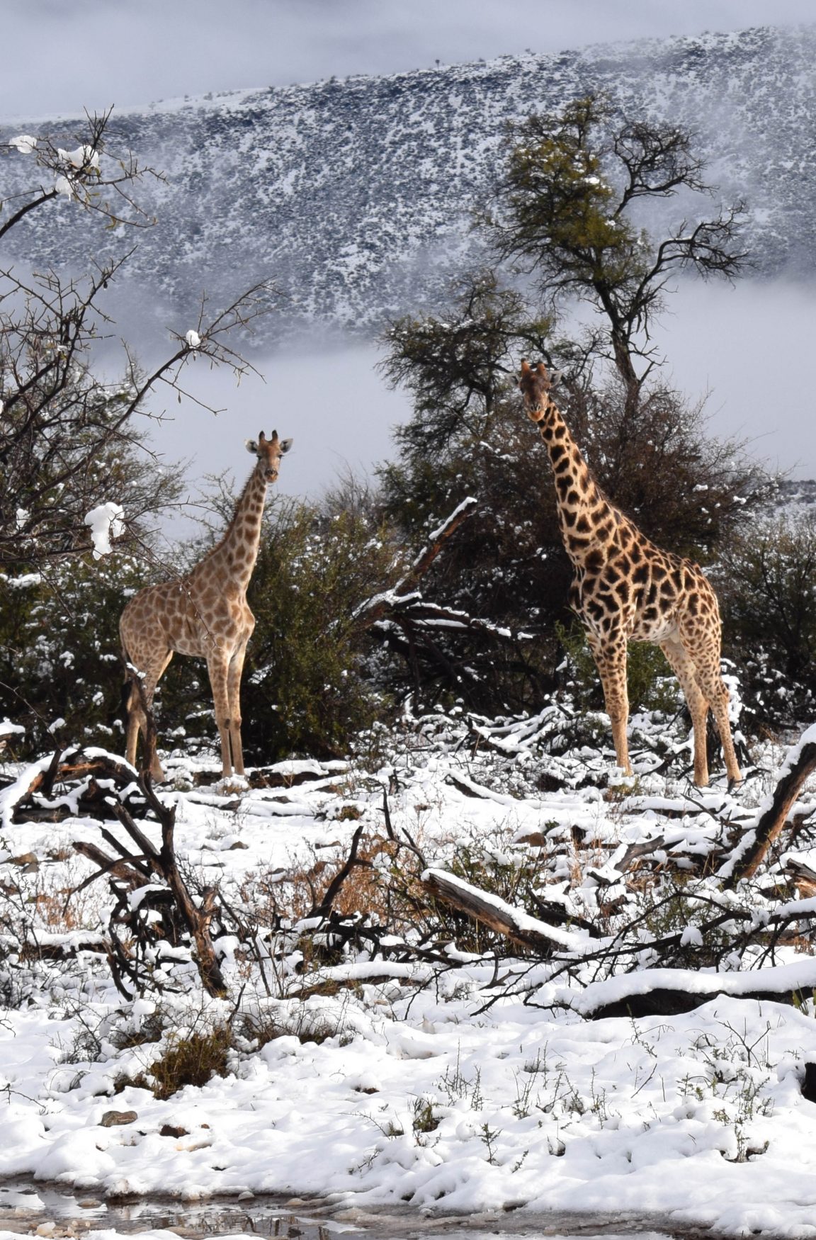 Giraffes and Elephants Spotted in Heavy Snow in South Africa