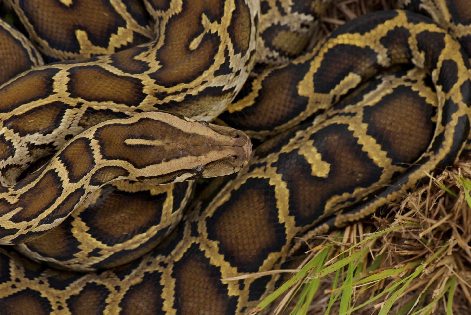 Hybrid "Super Snakes" Roam Florida Everglades