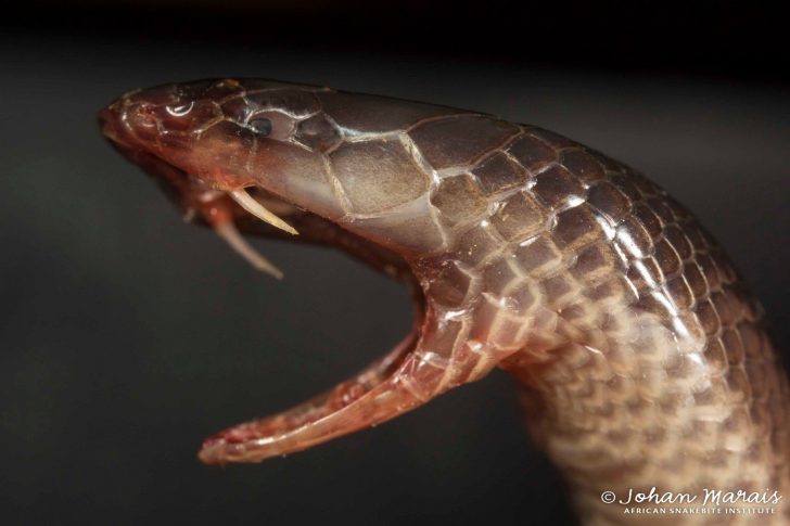 4 Unbelievably Strange Snakes You've Probably Never Heard Of