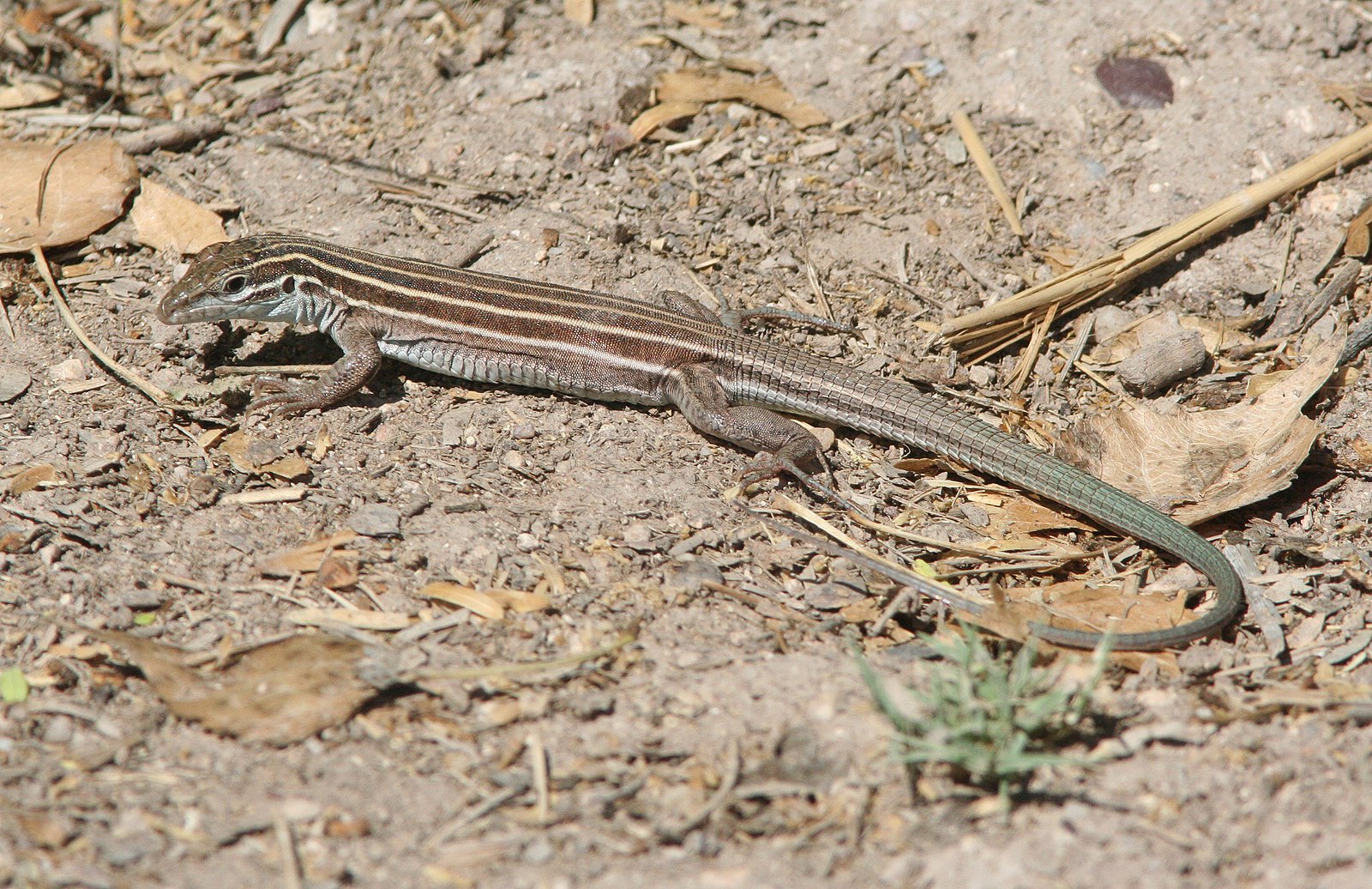 whiptail lizard reproduction