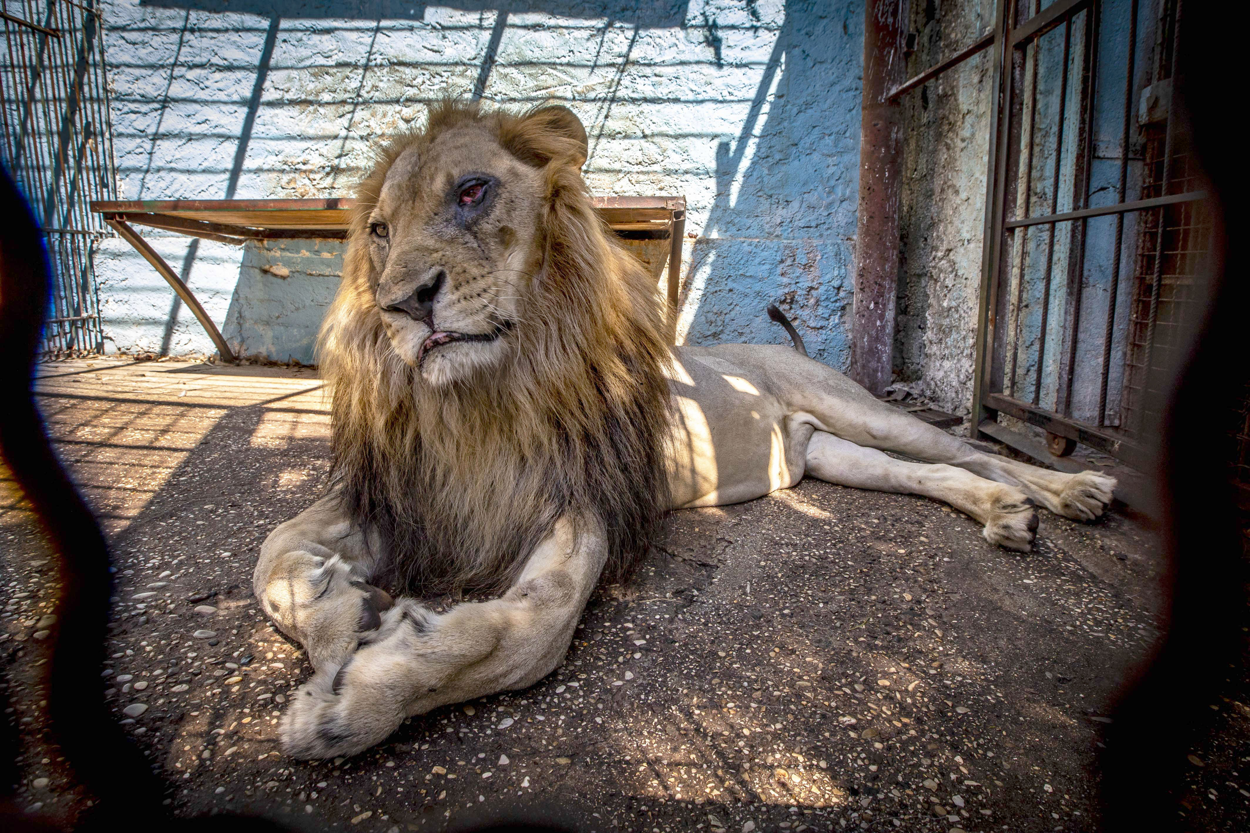 Zoo From Hell: Animals Being Kept in Horrific Conditions in Albania Zoo From Hell: Animals Being Kept in Horrific Conditions in Albania