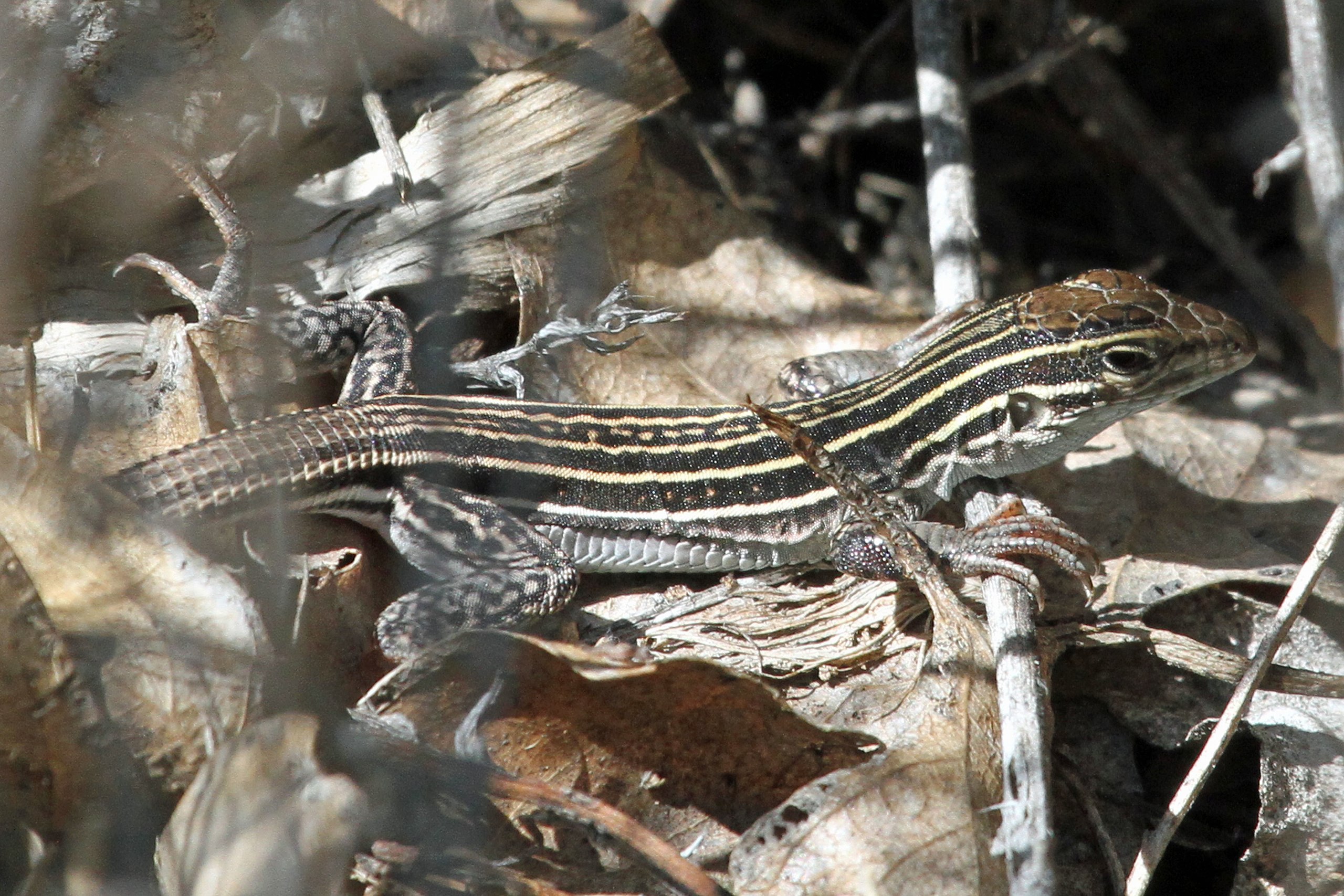 lizard-study-finds-asexual-reproduction-leads-to-mutations