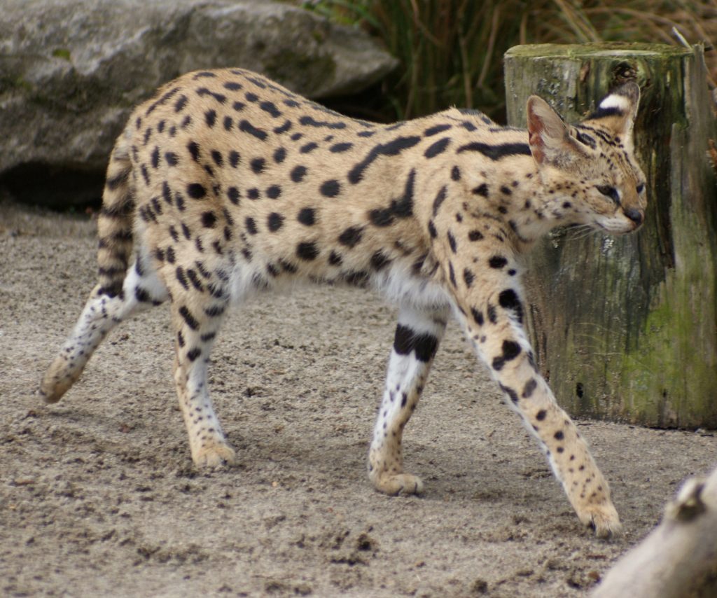 These Incredible Mid-Sized Cats Don't 