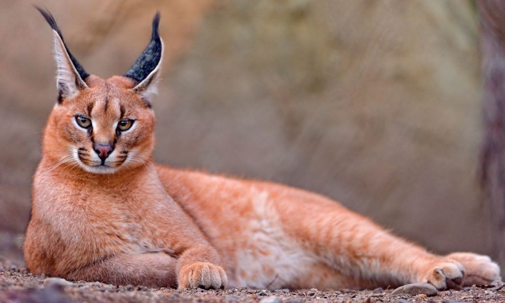 caracal cat size