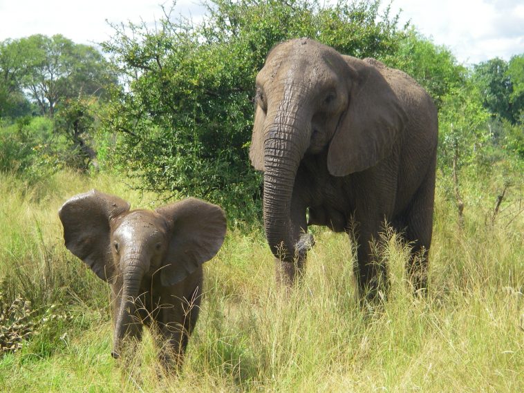 African Elephants Evolving to Lose Tusks, Thanks to Decades of Poaching