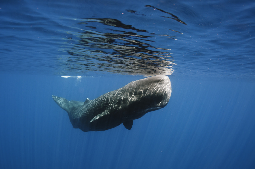 Sperm Whales Are So Loud They Could Potentially Vibrate You To Death - roblox whale head