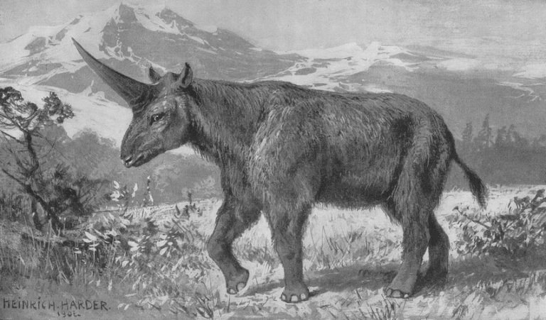 Massive 'Siberian Unicorn' Roamed the Planet with Humans