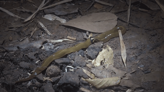 Hammerhead worm slithering.