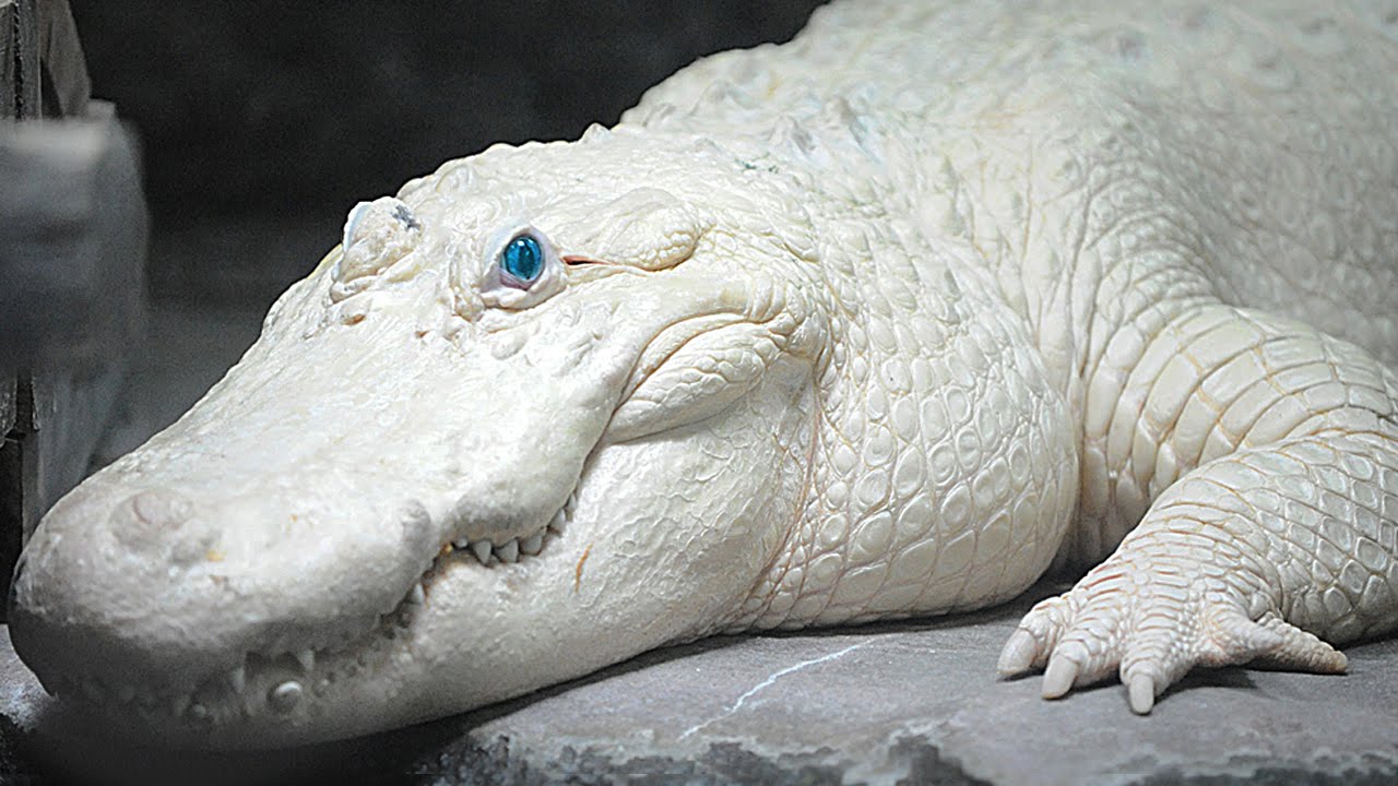Amazing Albino And Leucistic Animals