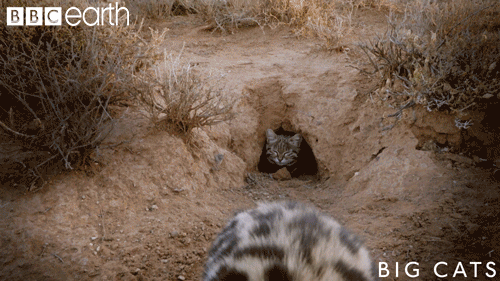 This Tiny, Adorable Killing Machine Is The World's Deadliest Cat