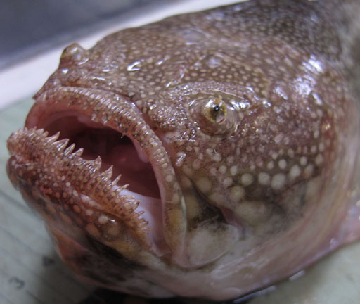 Why This Fish Has Been Called "The Meanest Thing In Creation"