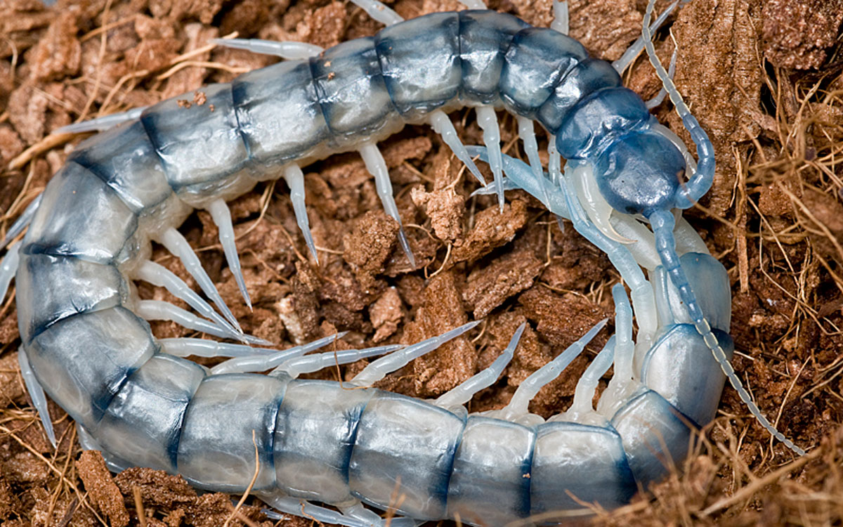 giant centipede eating bat