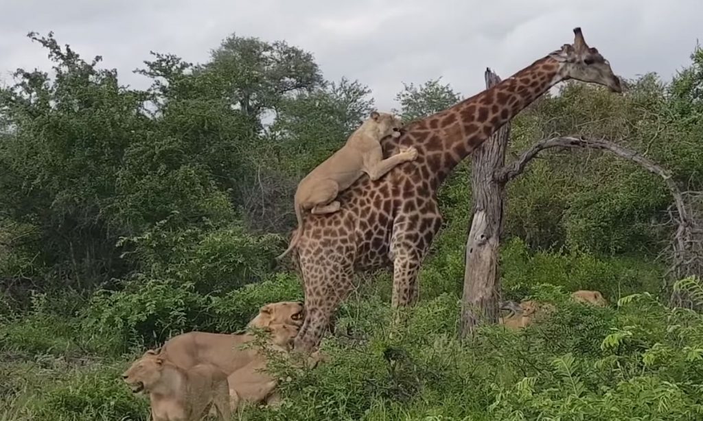 Lions Ride Giraffe's Back While Hunting