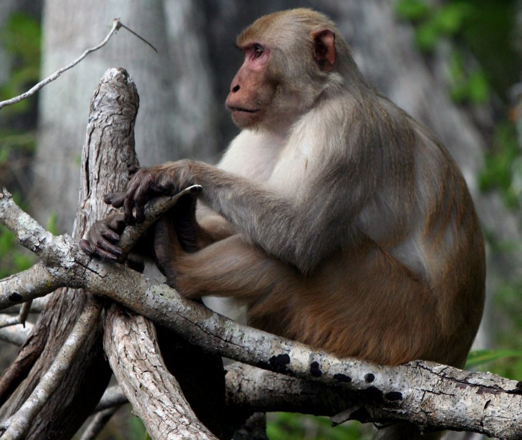 Monkeys in Florida include macaques, squirrel and vervet species