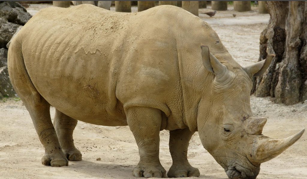 Rhino Poachers Sentenced to 25 Years in Prison, Setting a New Precedent ...