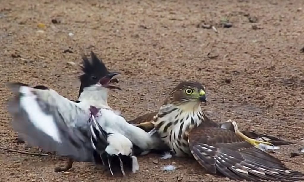 Battle of the Birds: Hawk Tries to Kill Cuckoo