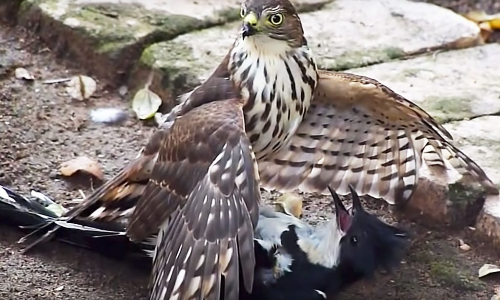 Battle of the Birds: Hawk Tries to Kill Cuckoo