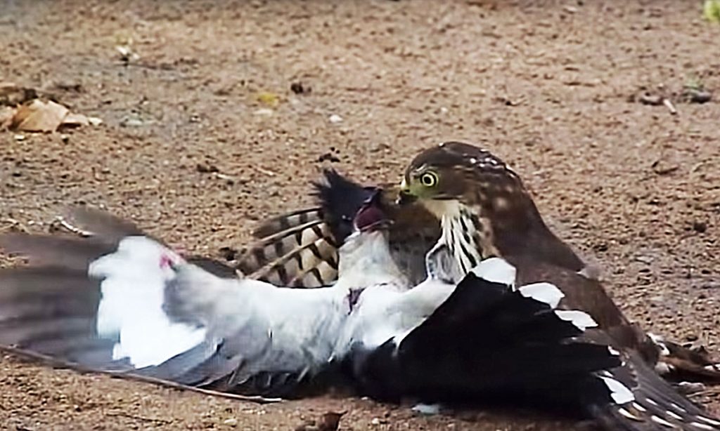 Battle of the Birds: Hawk Tries to Kill Cuckoo